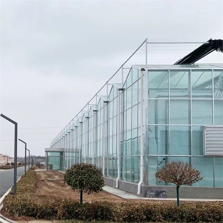 Agricultural Poly Tunnel Green House/Tomato Greenhouse For Sale Tunnel Greenhouse